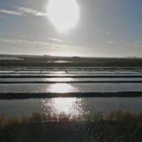 Un peu de sel dans les marais Un peu de sel dans les marais • <a style="font-size:0.8em;" href="http://www.flickr.com/photos/97706845@N04/11399755583/" target="_blank">View on Flickr</a>