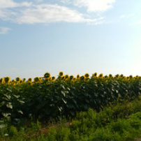 Le presque voyage Le presque voyage • <a style="font-size:0.8em;" href="http://www.flickr.com/photos/97706845@N04/14817141501/" target="_blank">View on Flickr</a>