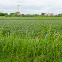 Flower power (08/05/14) Flower power (08/05/14) • <a style="font-size:0.8em;" href="http://www.flickr.com/photos/97706845@N04/13956700768/" target="_blank">View on Flickr</a>