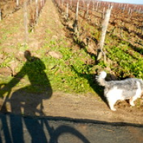 Bêtes sur les bas-côtés Bêtes sur les bas-côtés • <a style="font-size:0.8em;" href="http://www.flickr.com/photos/97706845@N04/11399947373/" target="_blank">View on Flickr</a>