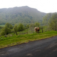 Crinière admirative Crinière admirative • <a style="font-size:0.8em;" href="http://www.flickr.com/photos/97706845@N04/26472218404/" target="_blank">View on Flickr</a>